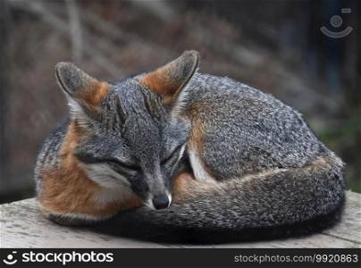Very cute dozing Channel Island Fox curled up sleeping.