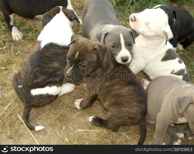 Very cute sisters and brother puppies stafford