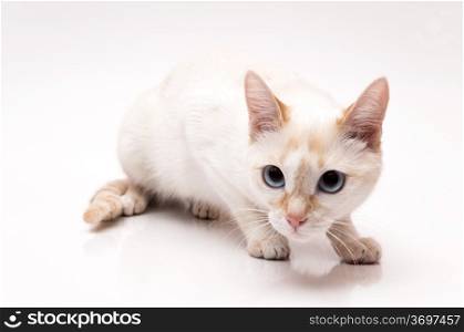 very cute white cat on white background
