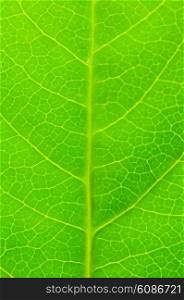 Very extreme close up of green leave