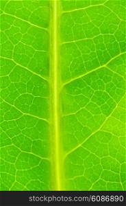 Very extreme close up of green leave