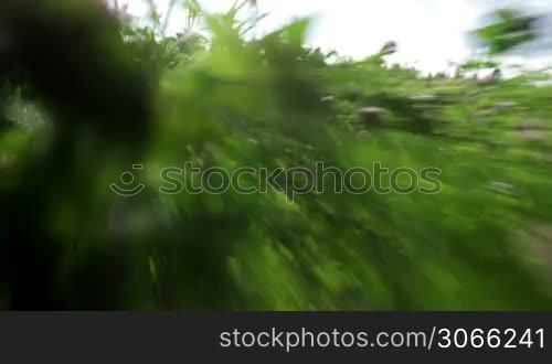 Very fast run through the grass. Motion blur. High speed.