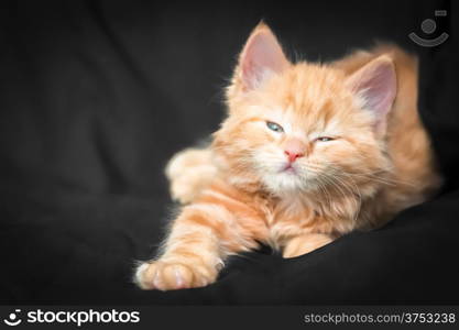 very fluffy playful ginger kitten on a black backgound