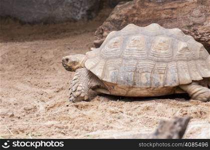 very large and very heavy turtle walking the earth