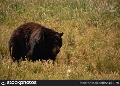 Very large black bear moving through tall grass in a meadow.