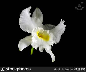 Very large full fragrant ivory-white cattleya flower (Cattleya lueddemanniana alba) with lemon-yellow throat and frilly lips isolated on a black bacground