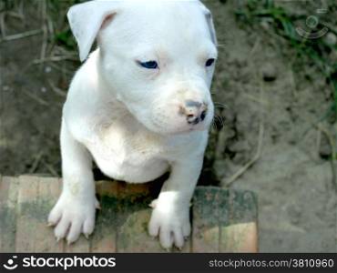 very nice albino stafford puppy with blue eyes