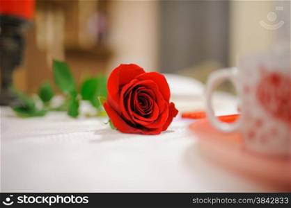very nice red rose on white table