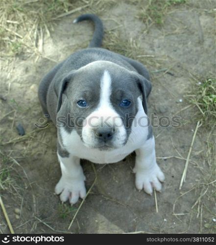 very nice stafford puppy with blue eyes