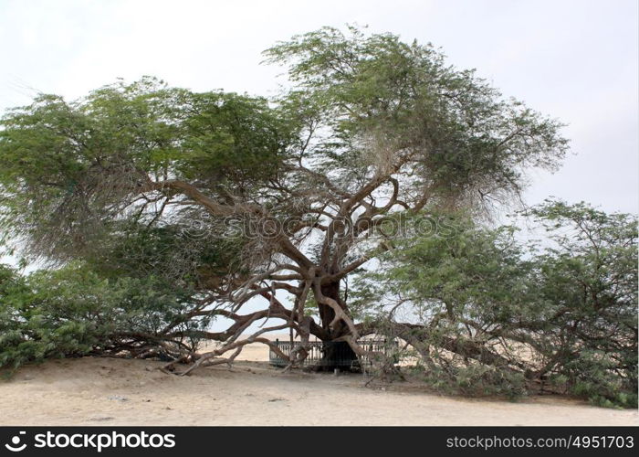Very old big acacia in the middle of the desert in Bahrein