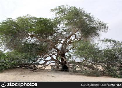Very old big acacia in the middle of the desert in Bahrein