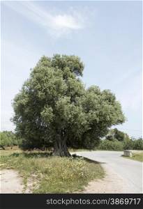very old olive tree near the road to Tavira in portugal