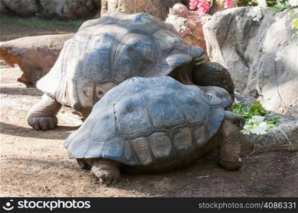 very old tortoise eating vegetables