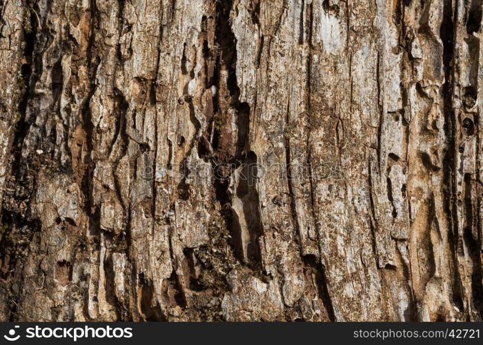 Very old wood as a texture background