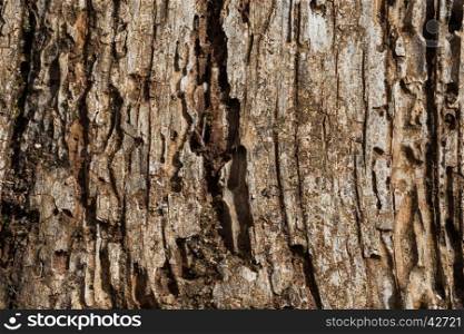 Very old wood as a texture background