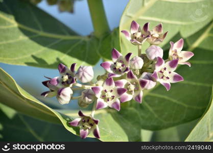 Very pretty flowering and budding giant milkweed flowers blooming on a beach.