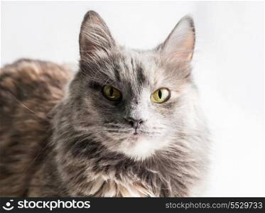 Very serious gray cat looking at camera on white background