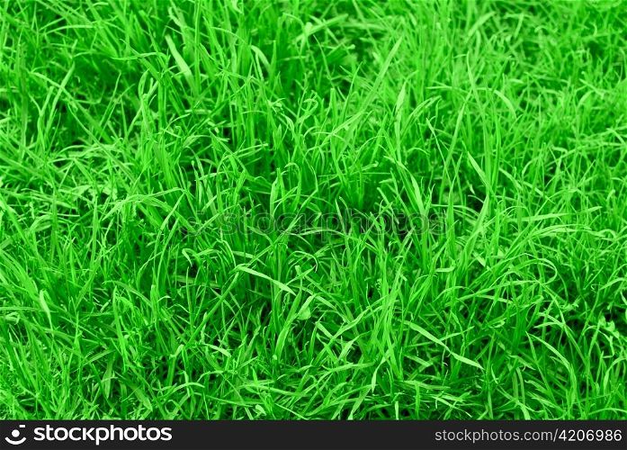 Very succulent green grass background