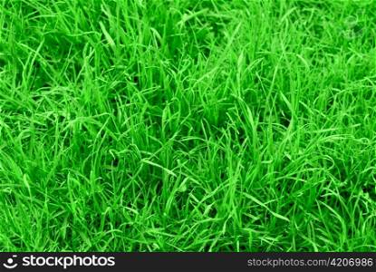 Very succulent green grass background