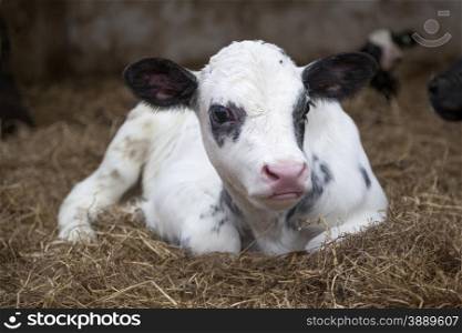 very young black and white calf in straw of barn looks alert into camera
