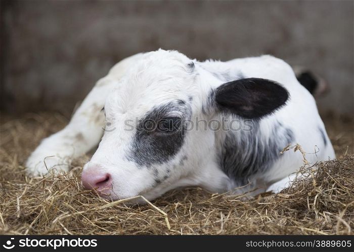 very young black and white calf lies in straw of barn