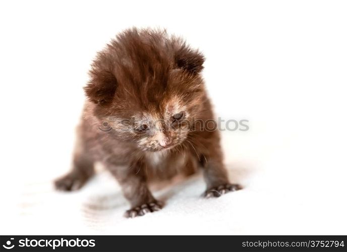 very young kitten crawling on a white background