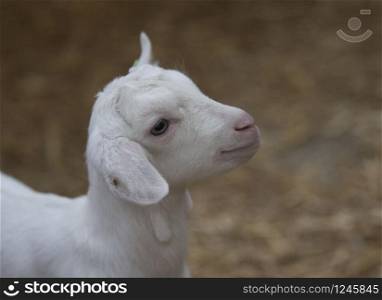 very young newborn white lamb
