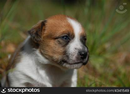 very young puppy purebred jack russel terrier