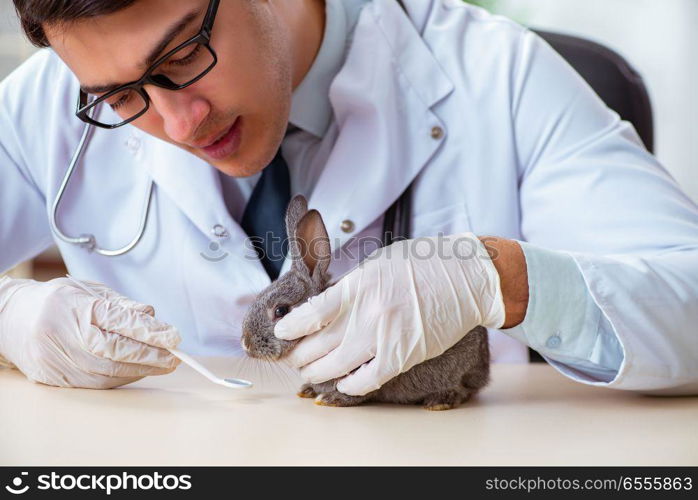 Vet doctor checking up rabbit in his clinic