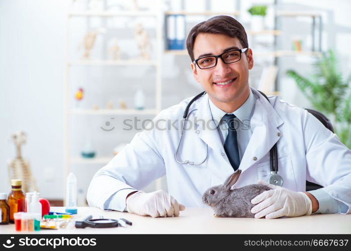 Vet doctor checking up rabbit in his clinic