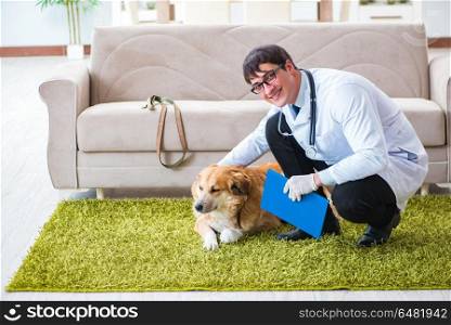 Vet doctor examining golden retriever dog at home visit