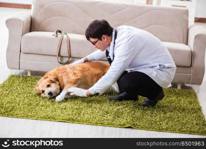 Vet doctor examining golden retriever dog at home visit