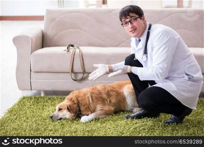 Vet doctor examining golden retriever dog at home visit