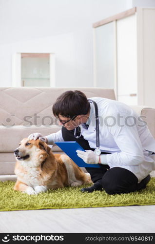 Vet doctor examining golden retriever dog at home visit