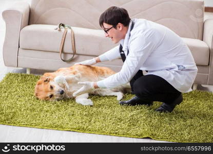 Vet doctor examining golden retriever dog at home visit