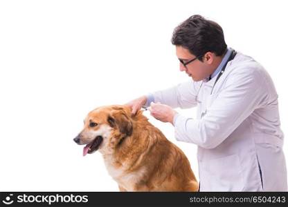 Vet doctor examining golden retriever dog isolated on white