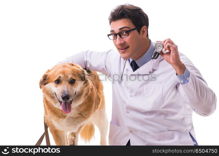 Vet doctor examining golden retriever dog isolated on white