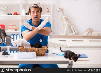 Vet doctor examining kittens in animal hospital