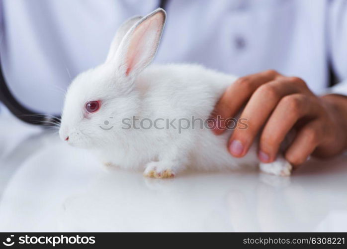 Vet doctor examining pet rabbit in clinic. The vet doctor examining pet rabbit in clinic