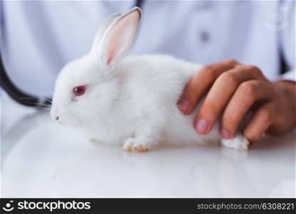 Vet doctor examining pet rabbit in clinic. The vet doctor examining pet rabbit in clinic