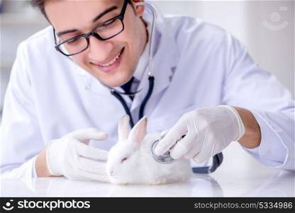 Vet doctor examining rabbit in pet hospital