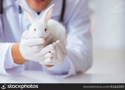 Vet doctor examining rabbit in pet hospital