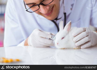 Vet doctor examining rabbit in pet hospital