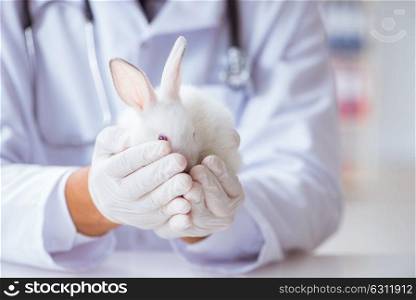 Vet doctor examining rabbit in pet hospital. The vet doctor examining rabbit in pet hospital
