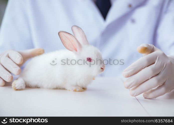 Vet doctor examining rabbit in pet hospital. The vet doctor examining rabbit in pet hospital