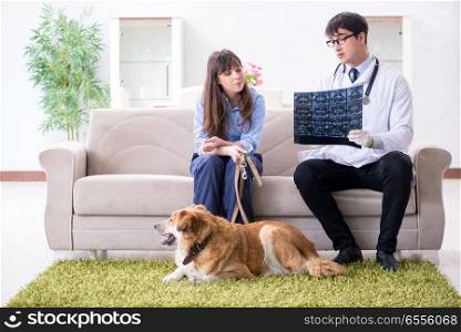 Vet doctor visiting golden retriever dog at home