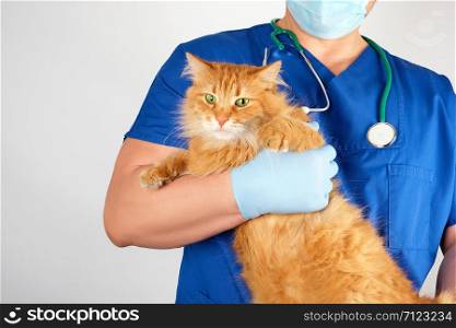 vet in a blue uniform holds an adult fluffy red cat with a scared muzzle, white background, pet treatment concept