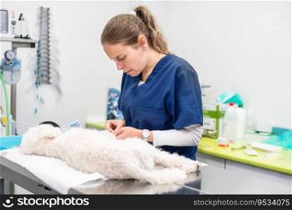 Veterinarian at work, examining a dog .. Veterinarian at work, examining a dog.