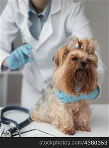 veterinarian check ing puppy s health