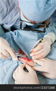 Veterinarian closing incision after knee operation